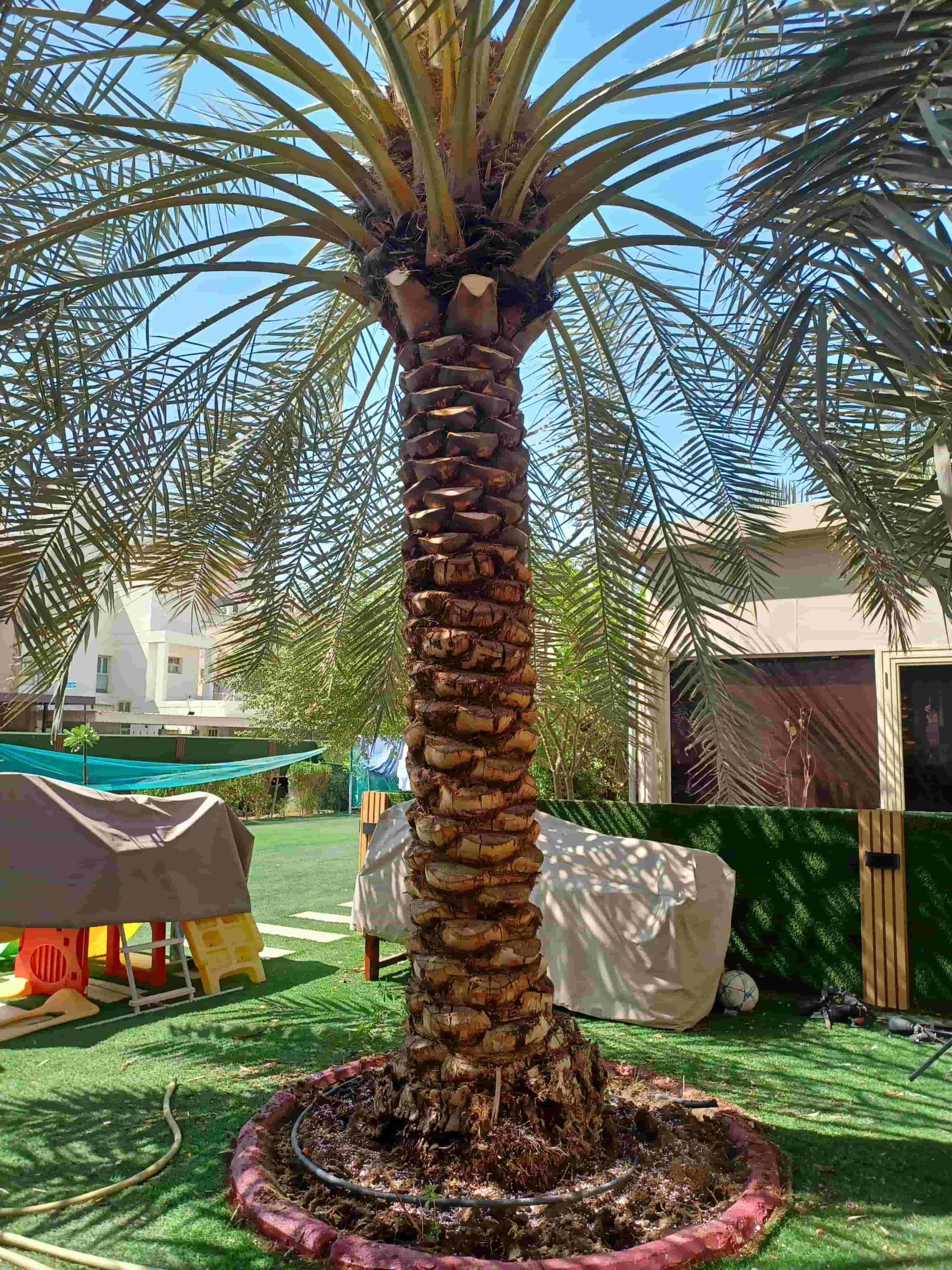 Ahwazi palm tree Ahwazi palm tree
