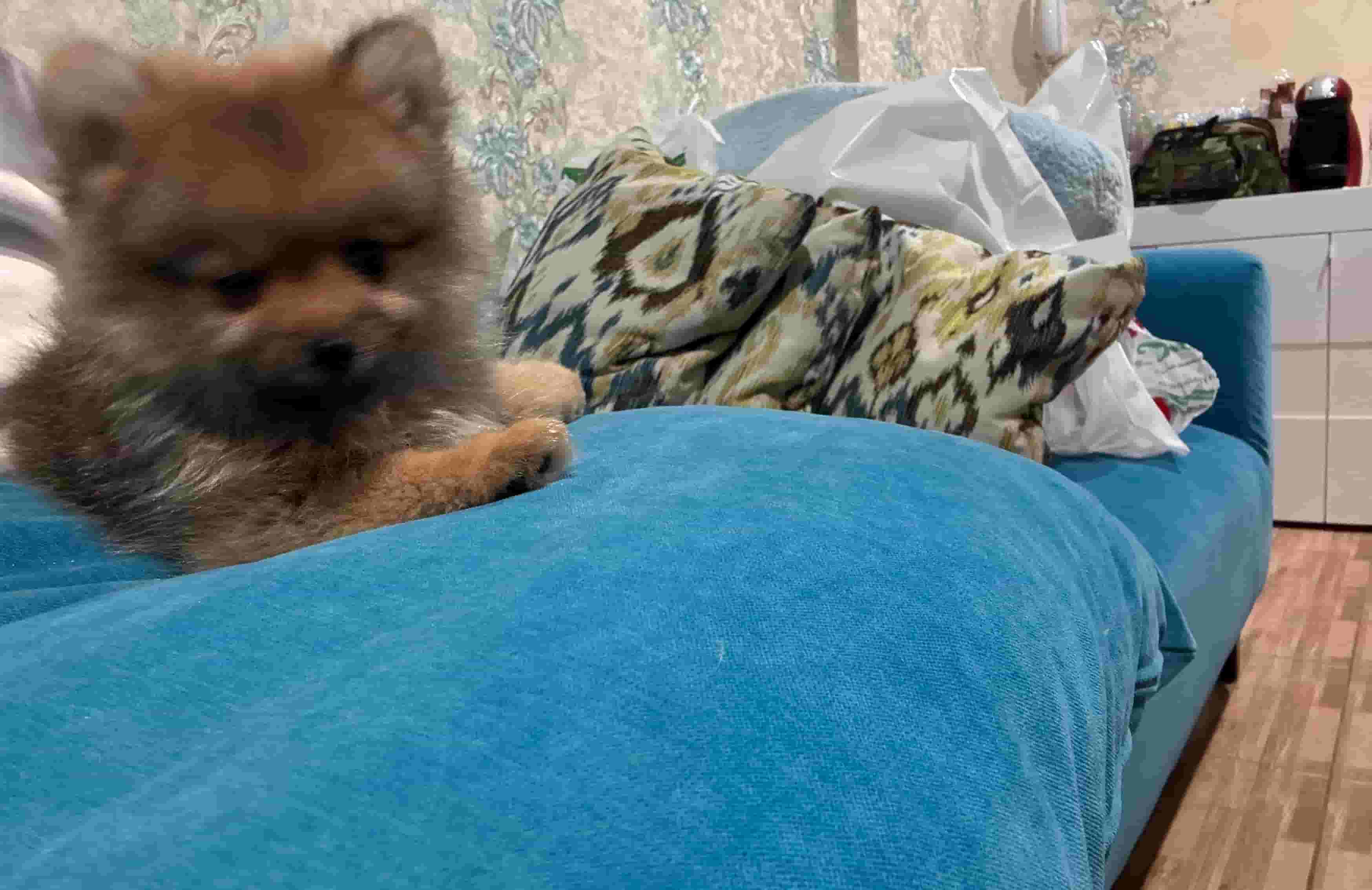 Female Pomeranian Female Pomeranian