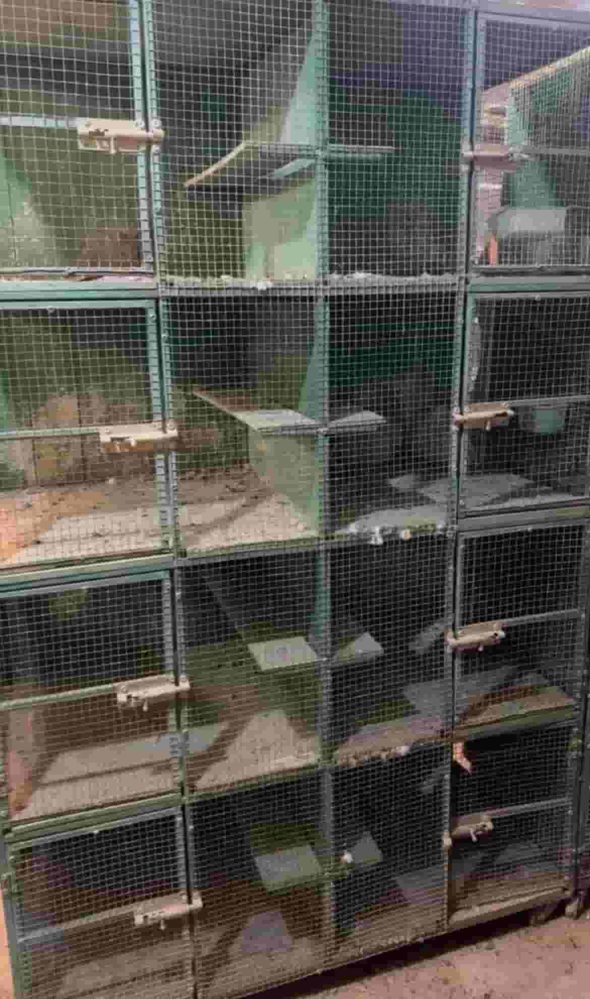 Iron bird boxes Iron bird boxes