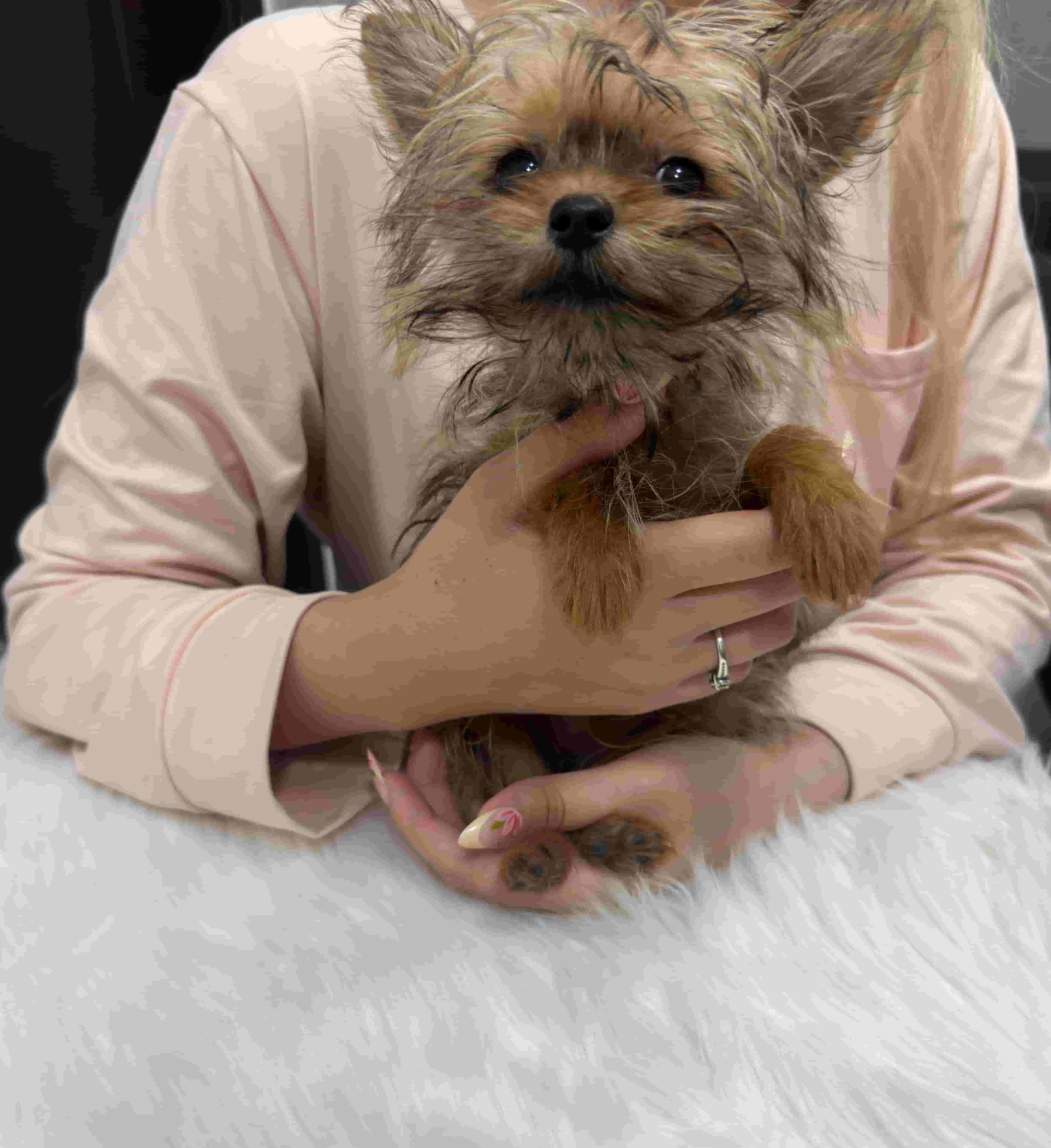 Yorkie Puppy 3 Months old Yorkie Puppy 3 Months old