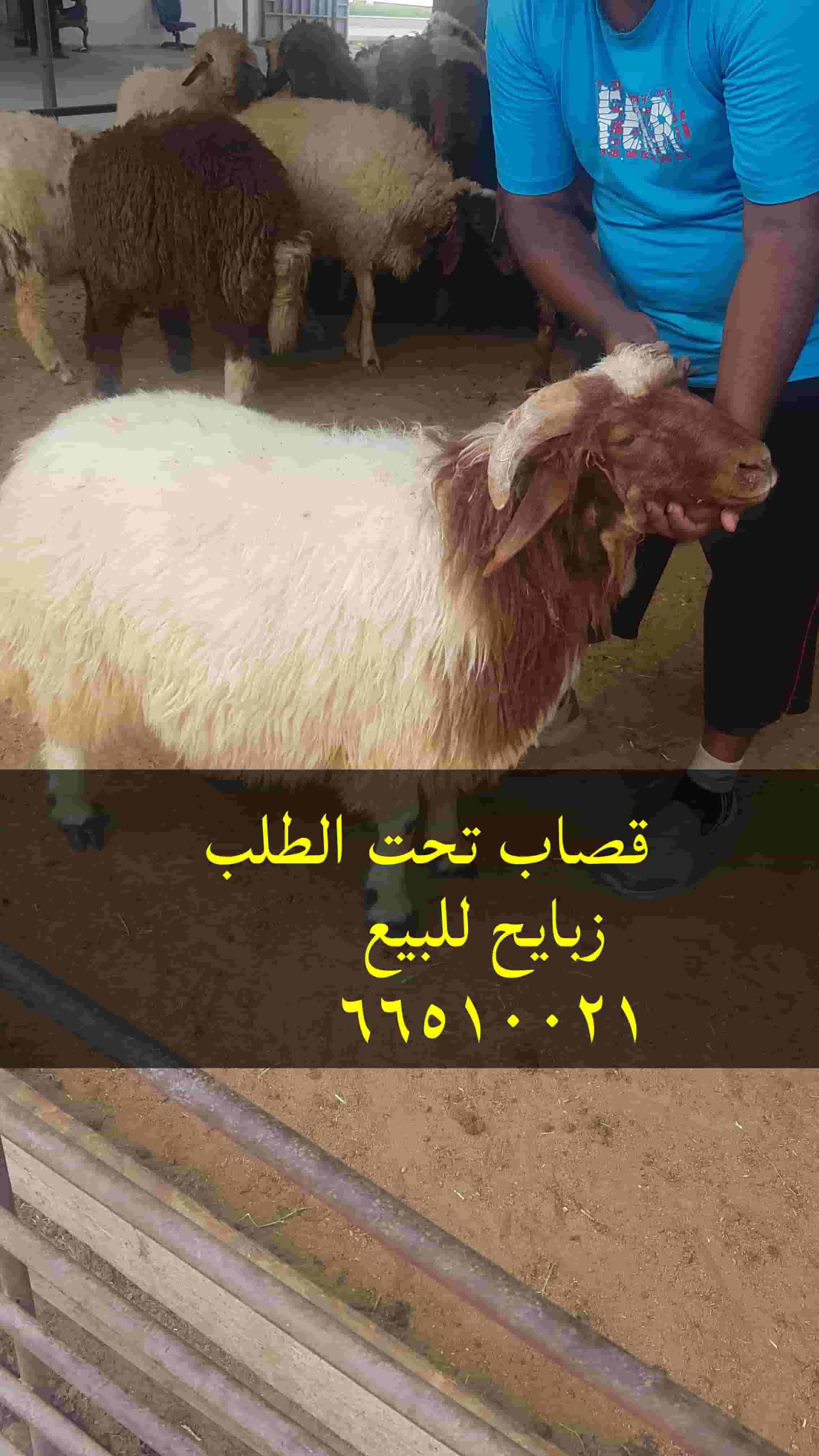 قصاب تحت الطلب لجميع مناطق الكويت قصاب تحت الطلب لجميع مناطق الكويت